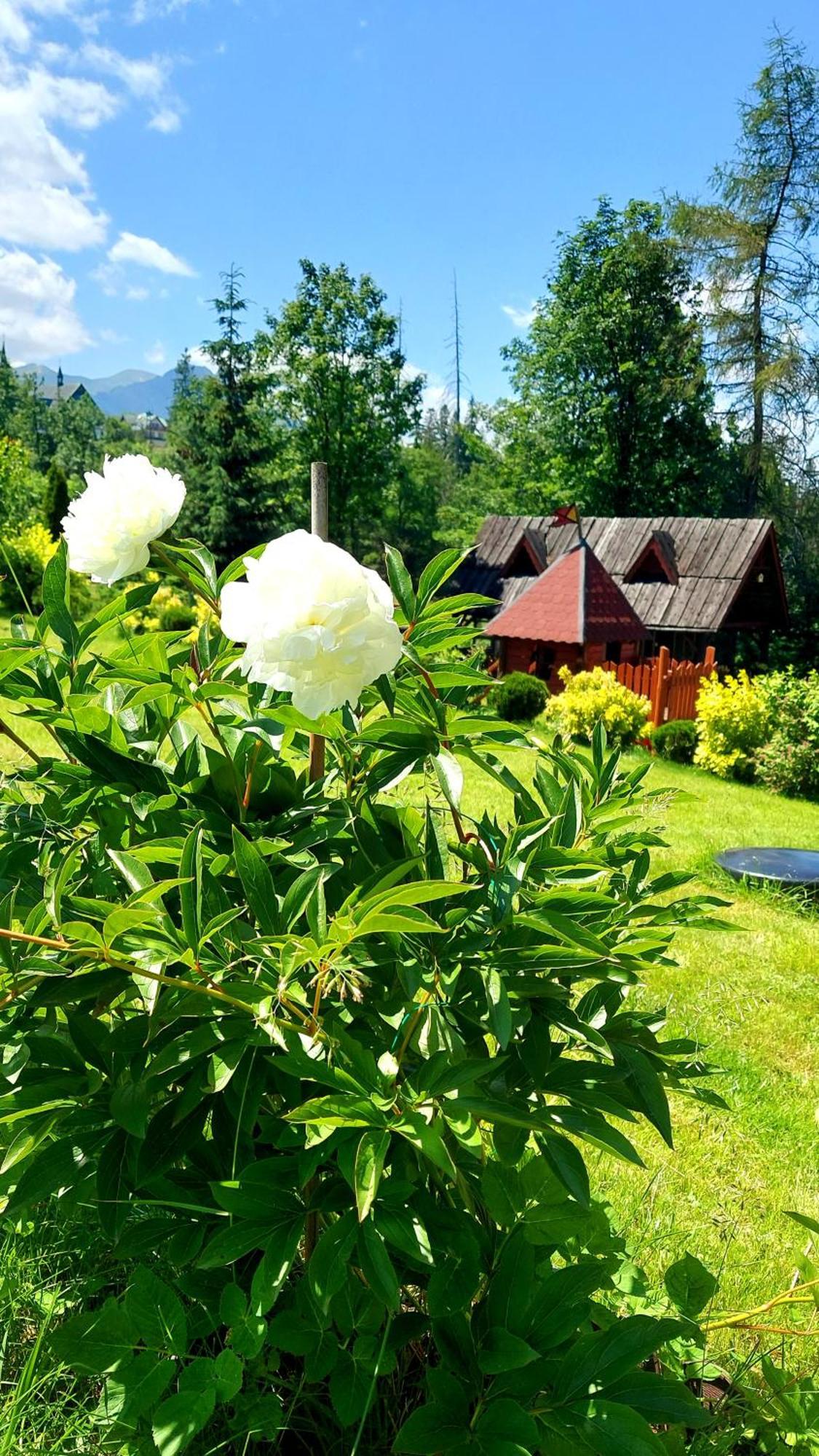 Willa Posrednia Zakopane Exteriér fotografie